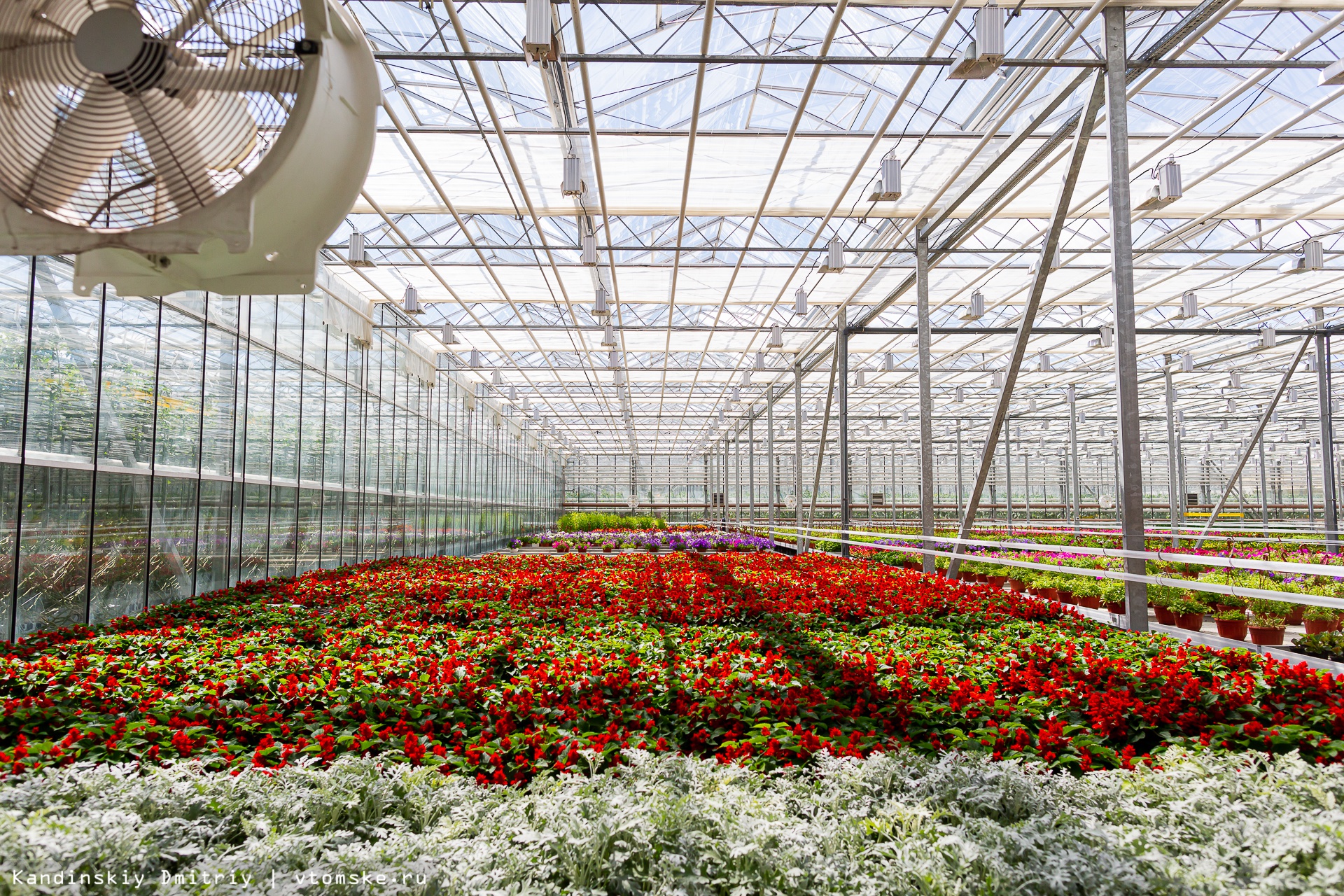 Аренда техники для выращивания цветов и растений в теплицах Аренда техники для выращивания цветов и растений в теплицах