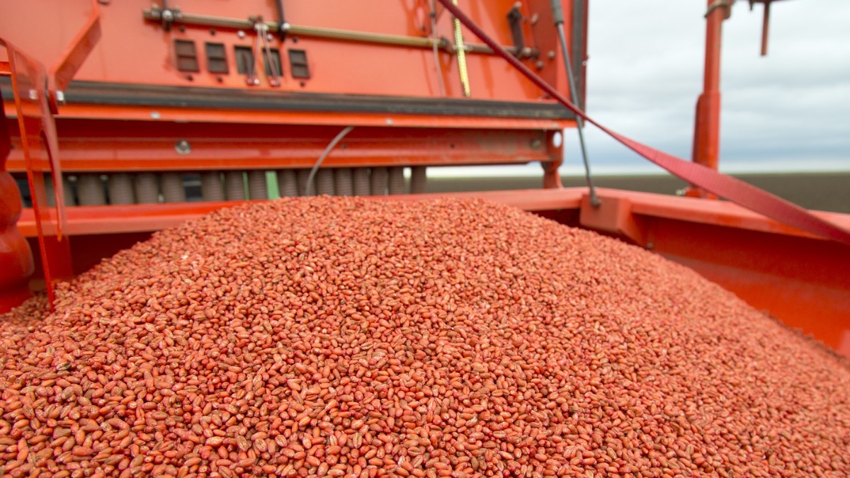 Протравитель семян: применение, характеристики, аренда Протравитель семян: применение, характеристики, аренда